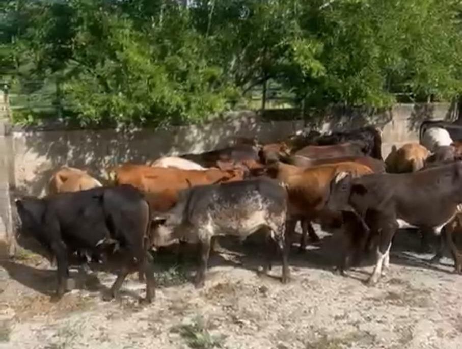 Policía Nacional apresa presunto ladrón de 55 becerros valorados en cuatro millones de pesos